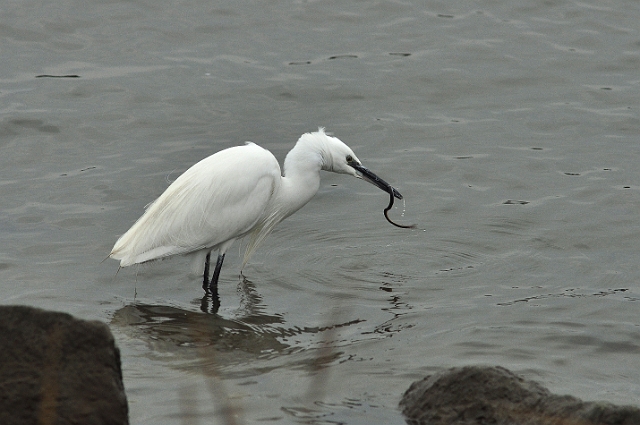 12 02 15_1562_edited-1.jpg - LITTLE EGRET - HOLES BAY, POOLE HARBOUR - 12.2.